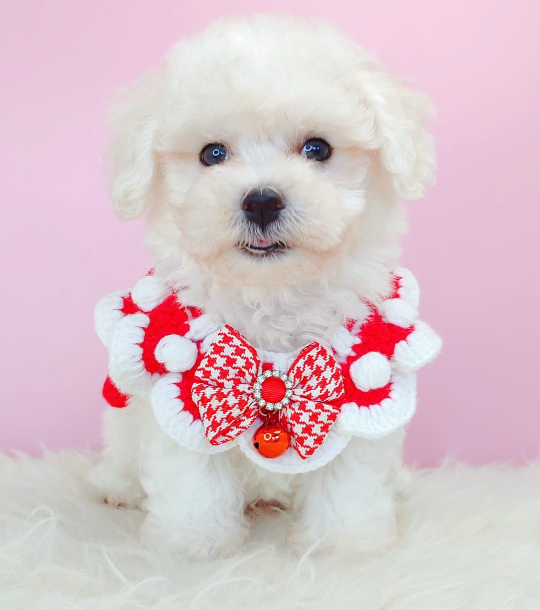 Maltipoo 马尔泰迪