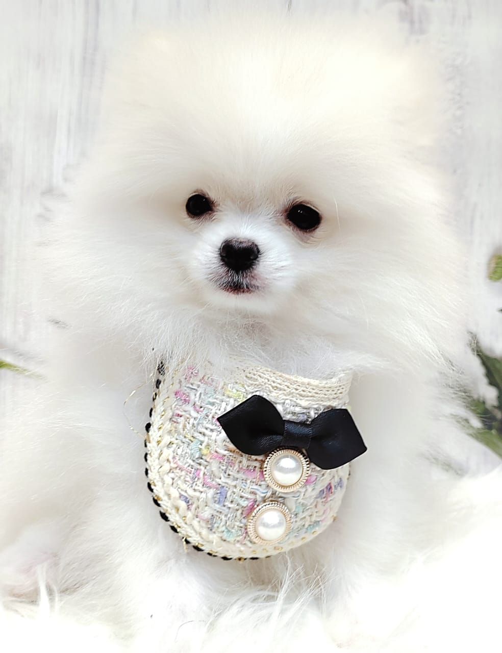 Pomeranian 博美