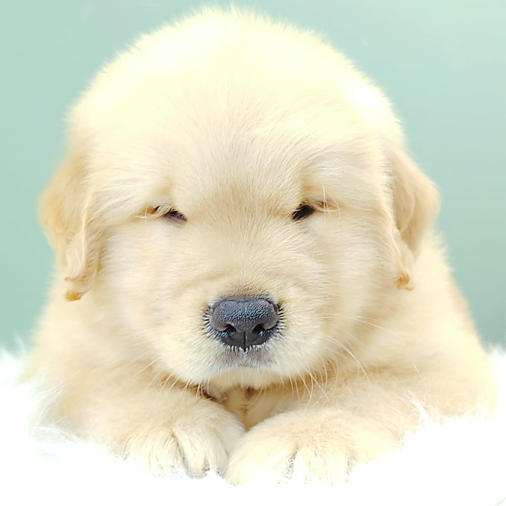 Golden Retriever 黄金猎犬