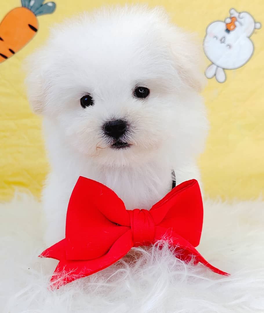 Maltipoo 马尔泰迪