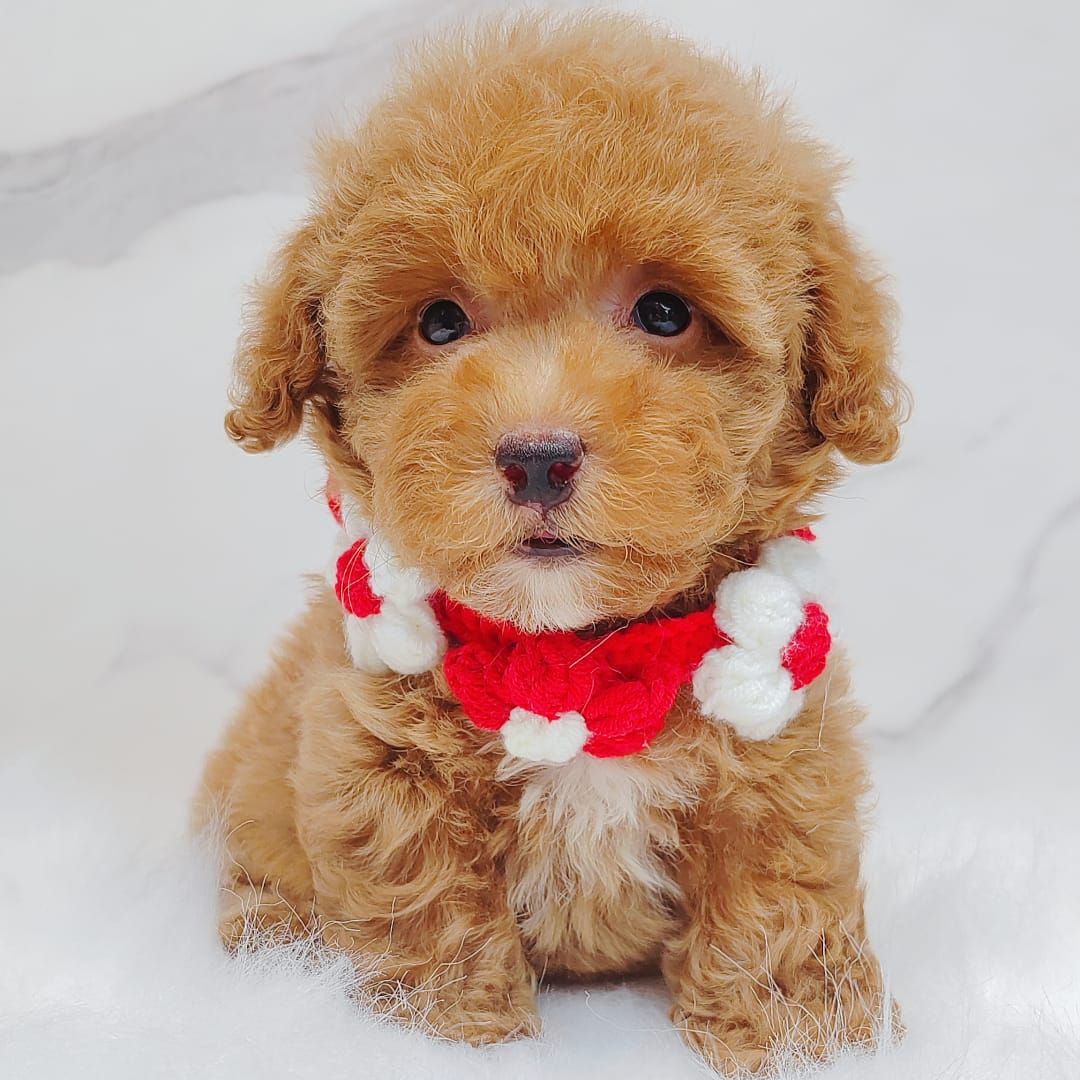 Poodle 娉拌开璐靛