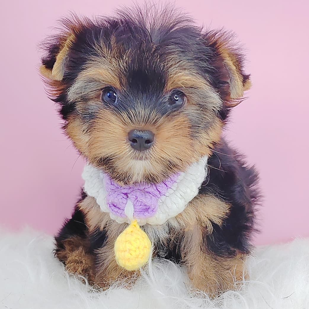 Yorkshire Terrier 约克夏