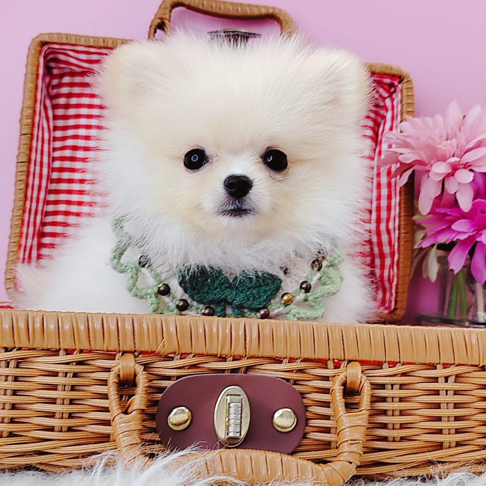 Pomeranian 博美