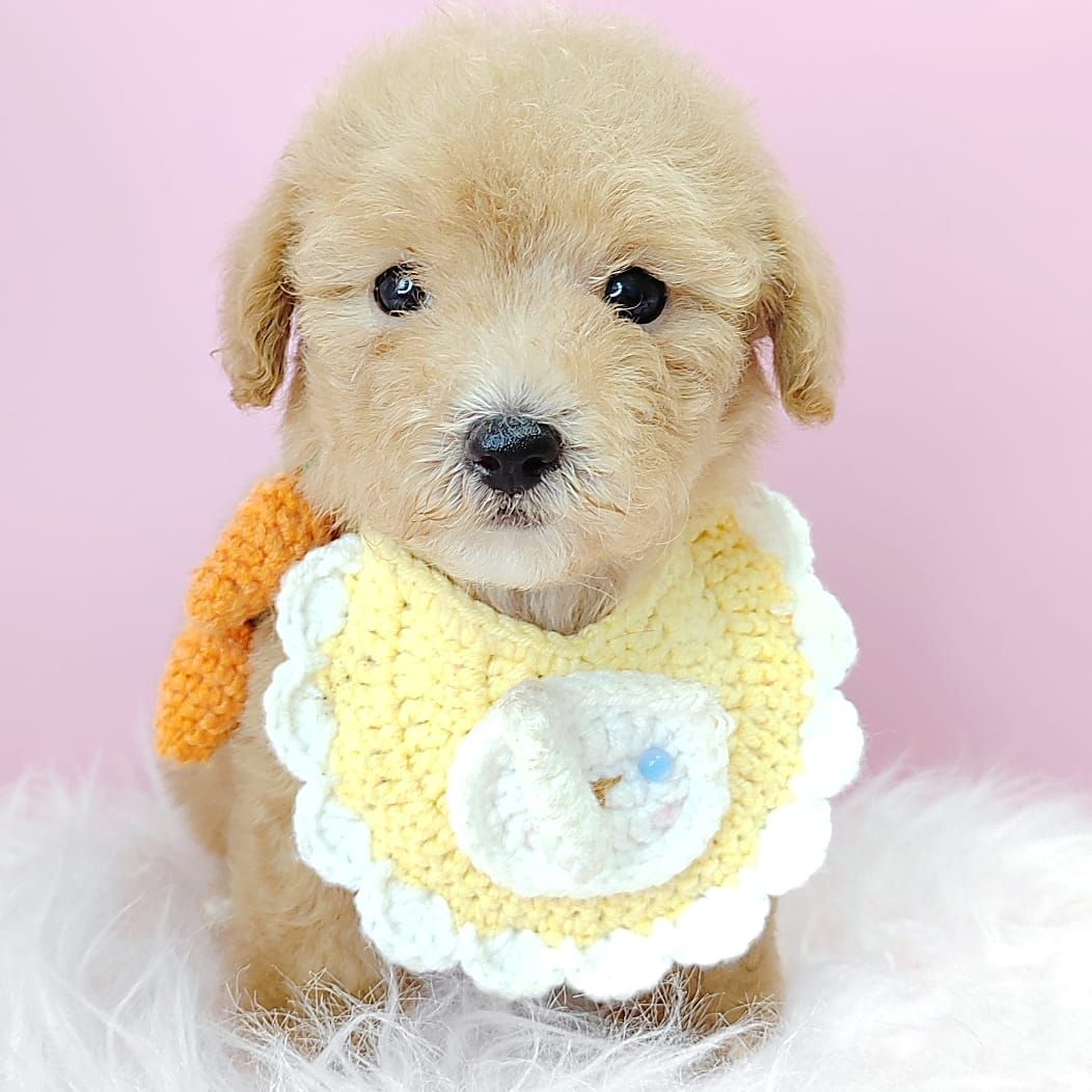Poodle 娉拌开璐靛
