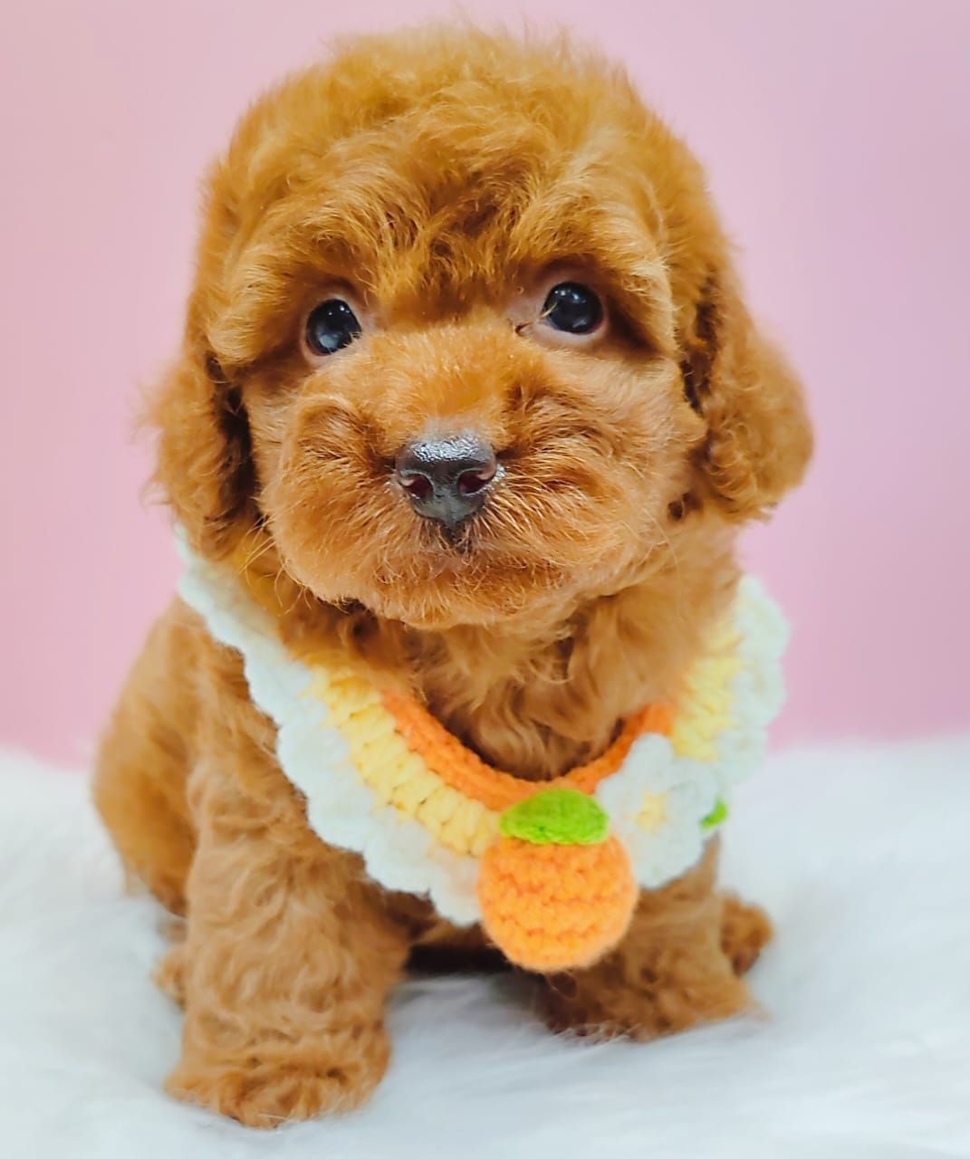 Poodle 娉拌开璐靛