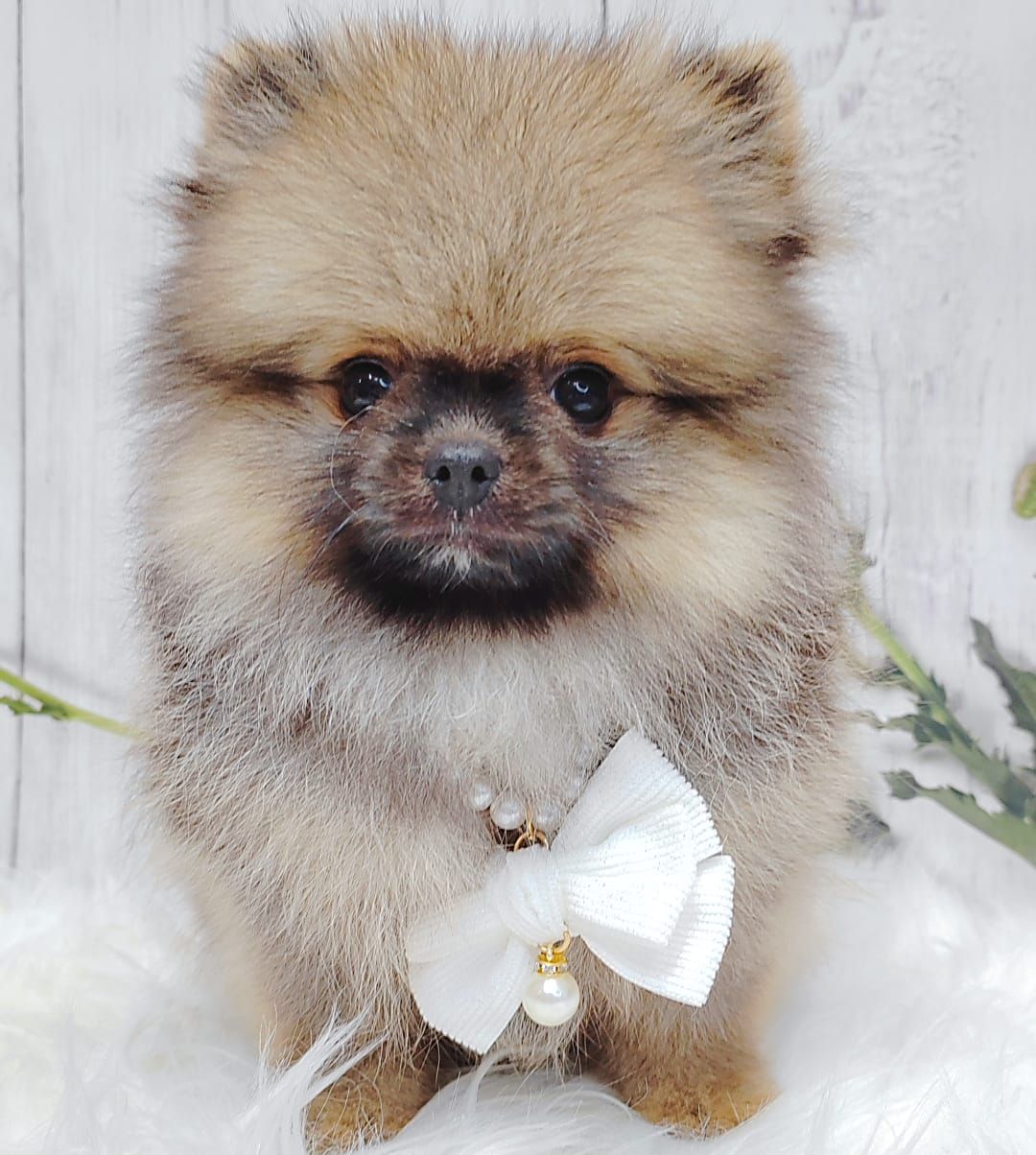 Pomeranian 博美