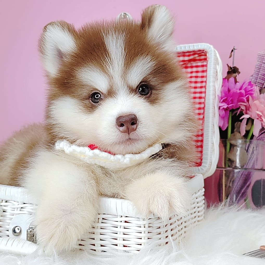 Wooly Husky 哈士奇