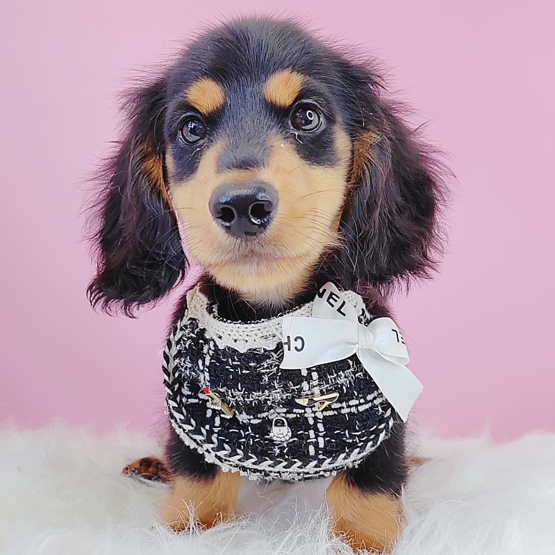 *Long coat* Dachshund  长毛腊肠犬