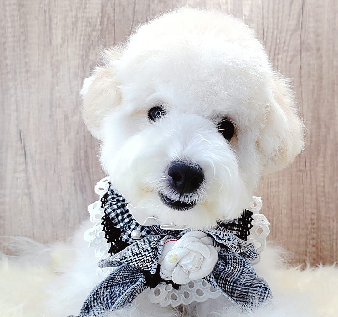 Maltipoo 马尔泰迪