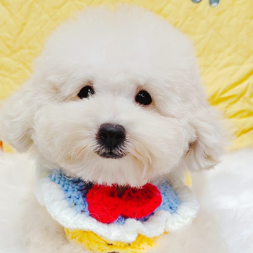 Bichonpoo 泰迪熊