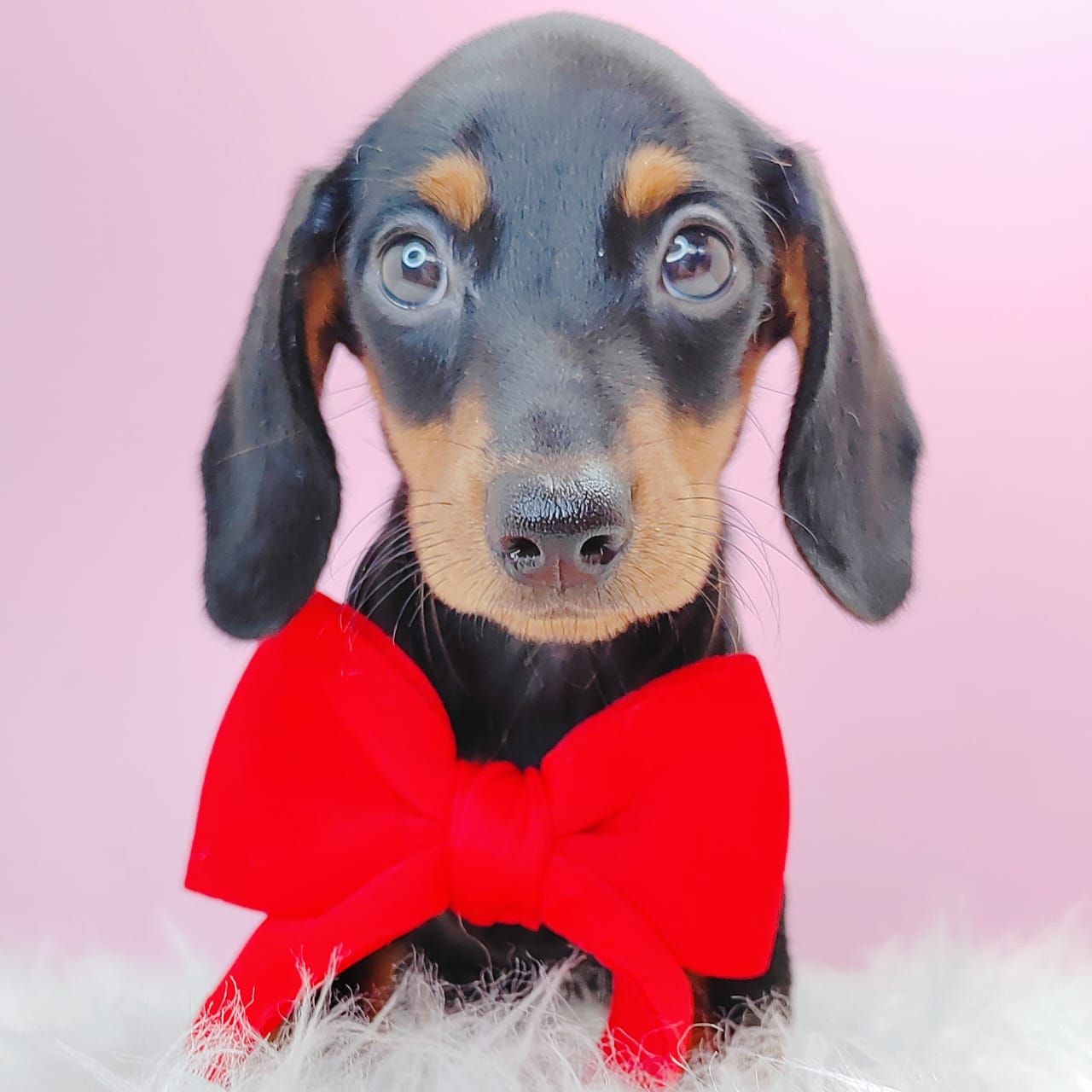 Dachshund 腊肠狗