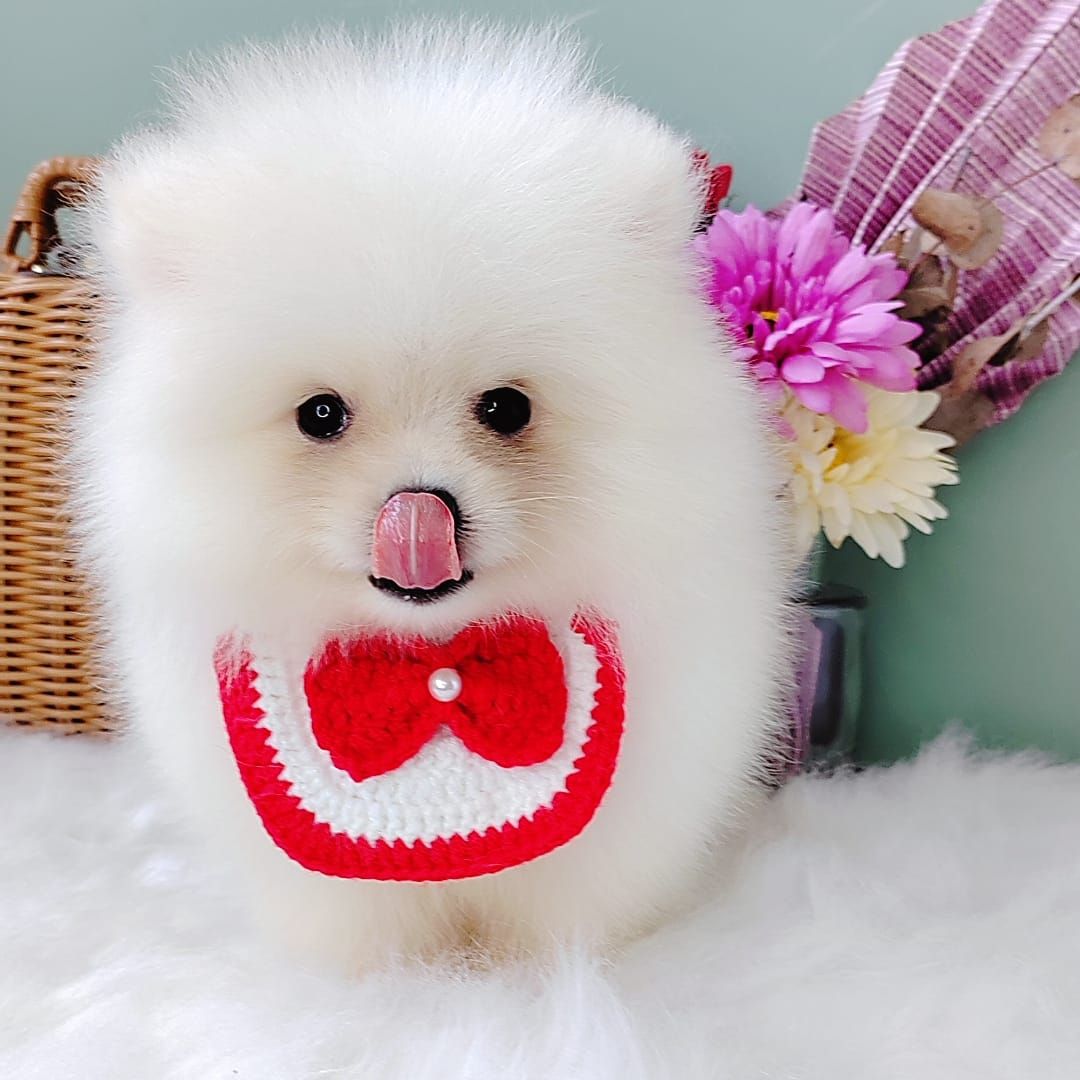 Pomeranian 博美