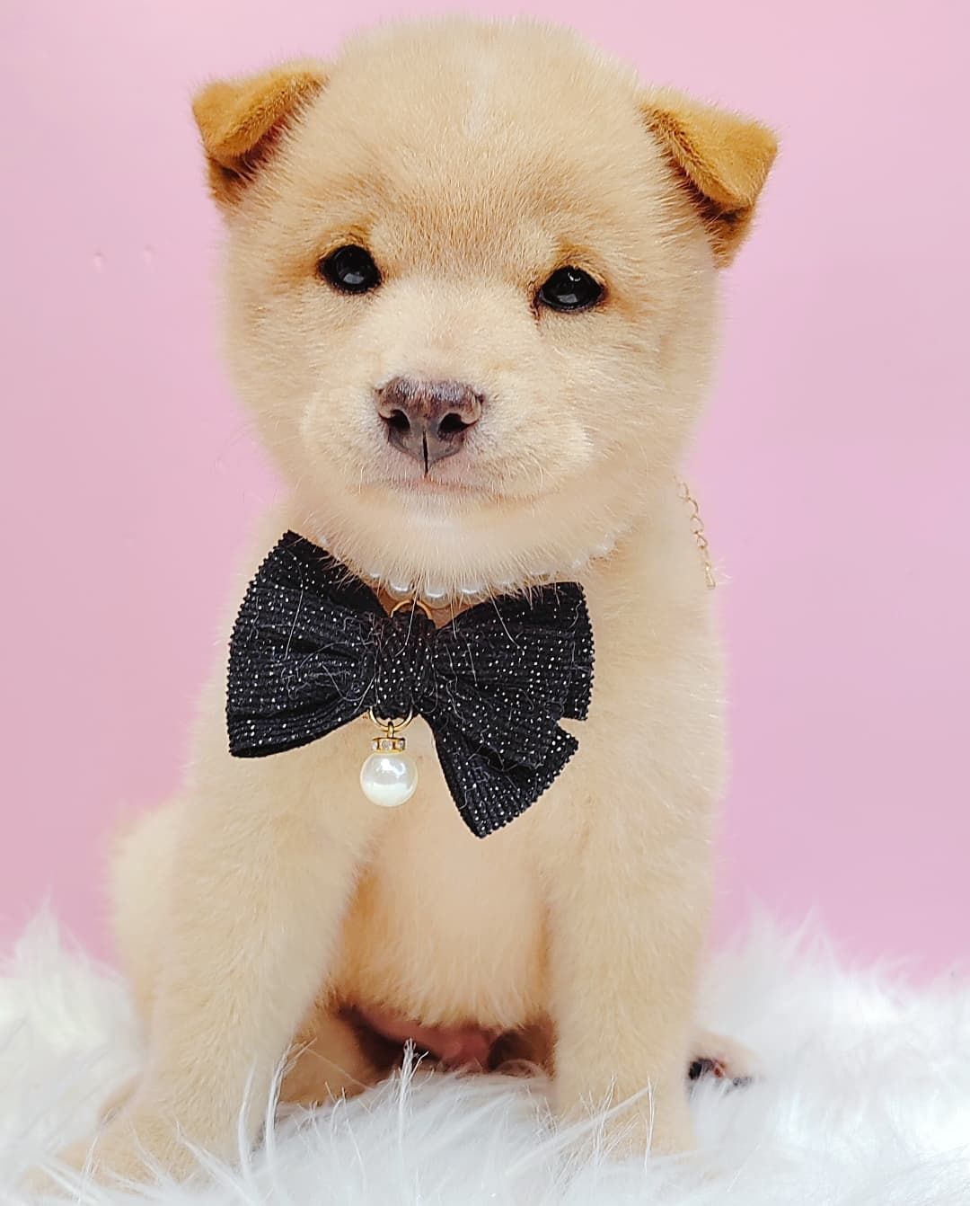 Shiba Inu 柴犬