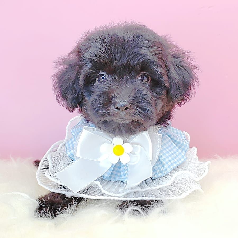 Poodle 娉拌开璐靛