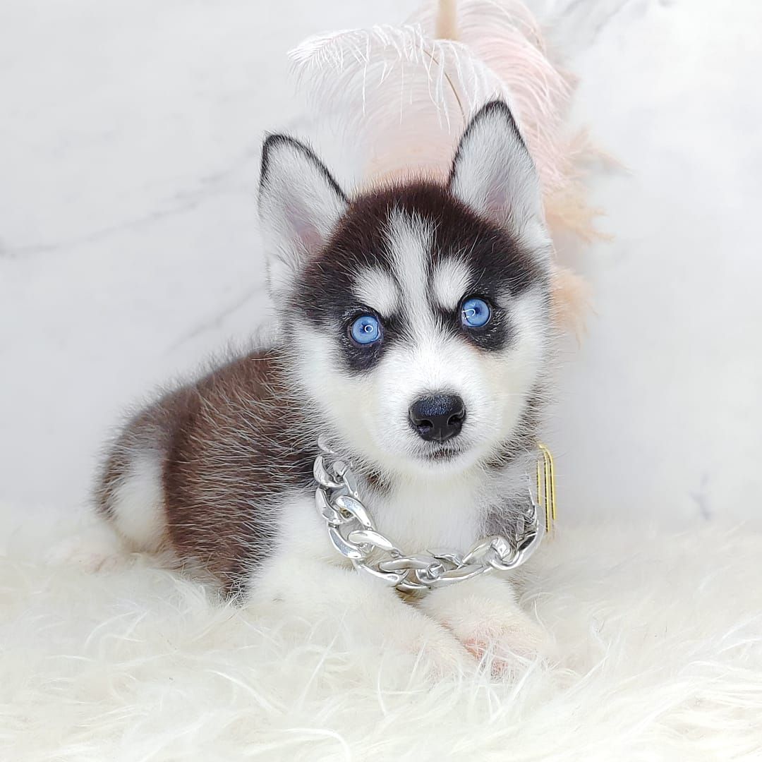 Alaskan Husky 阿拉斯加哈士奇