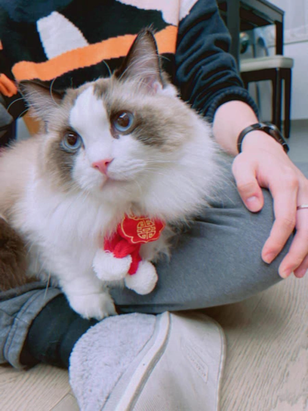 Pet Chinese New Year Knitted Scarf Pet Warm Collar Dog CNY Scarf Collar Pet Scarf 宠物狗狗猫咪项圈新年围脖针织围巾 宠物新年围巾