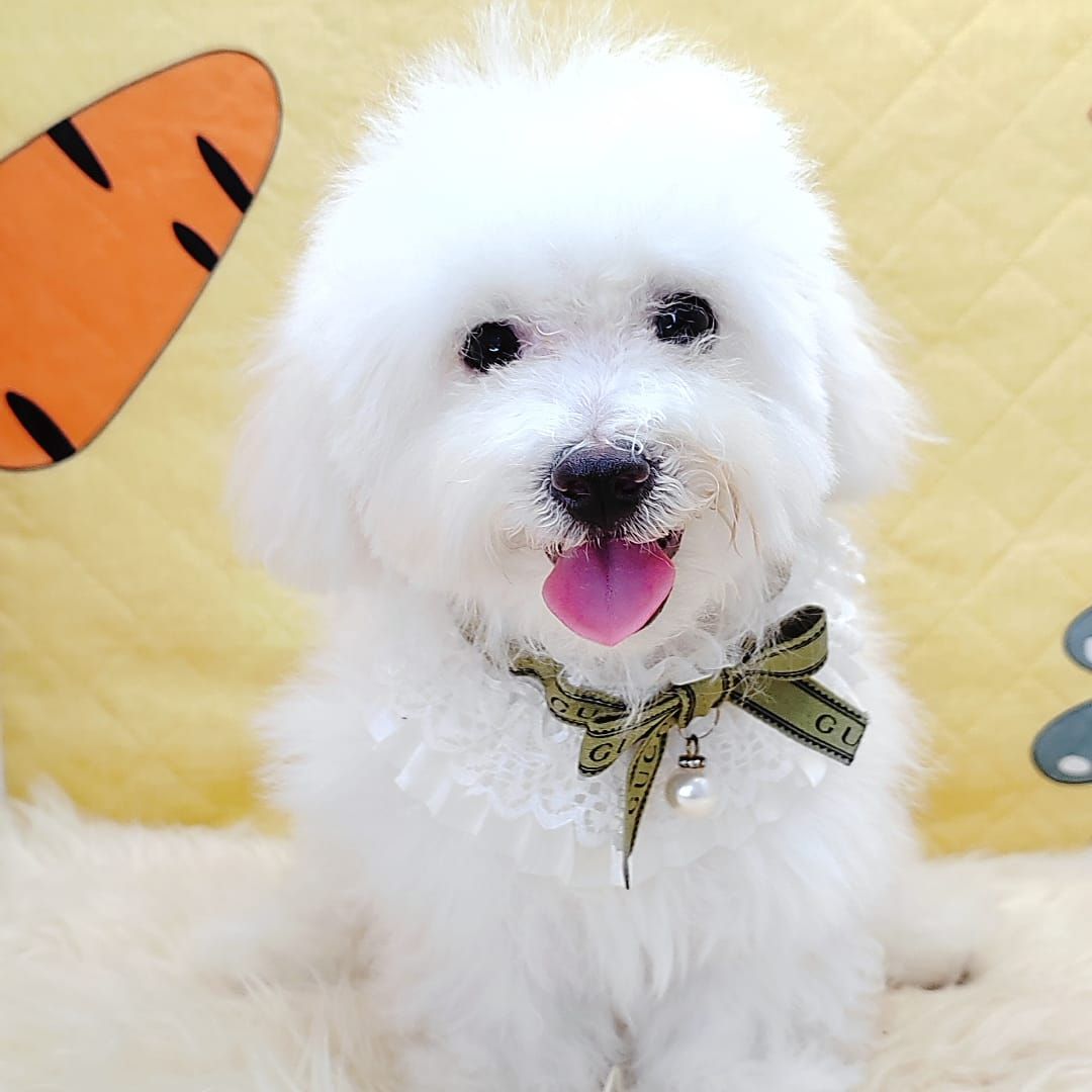 Poodle 娉拌开璐靛