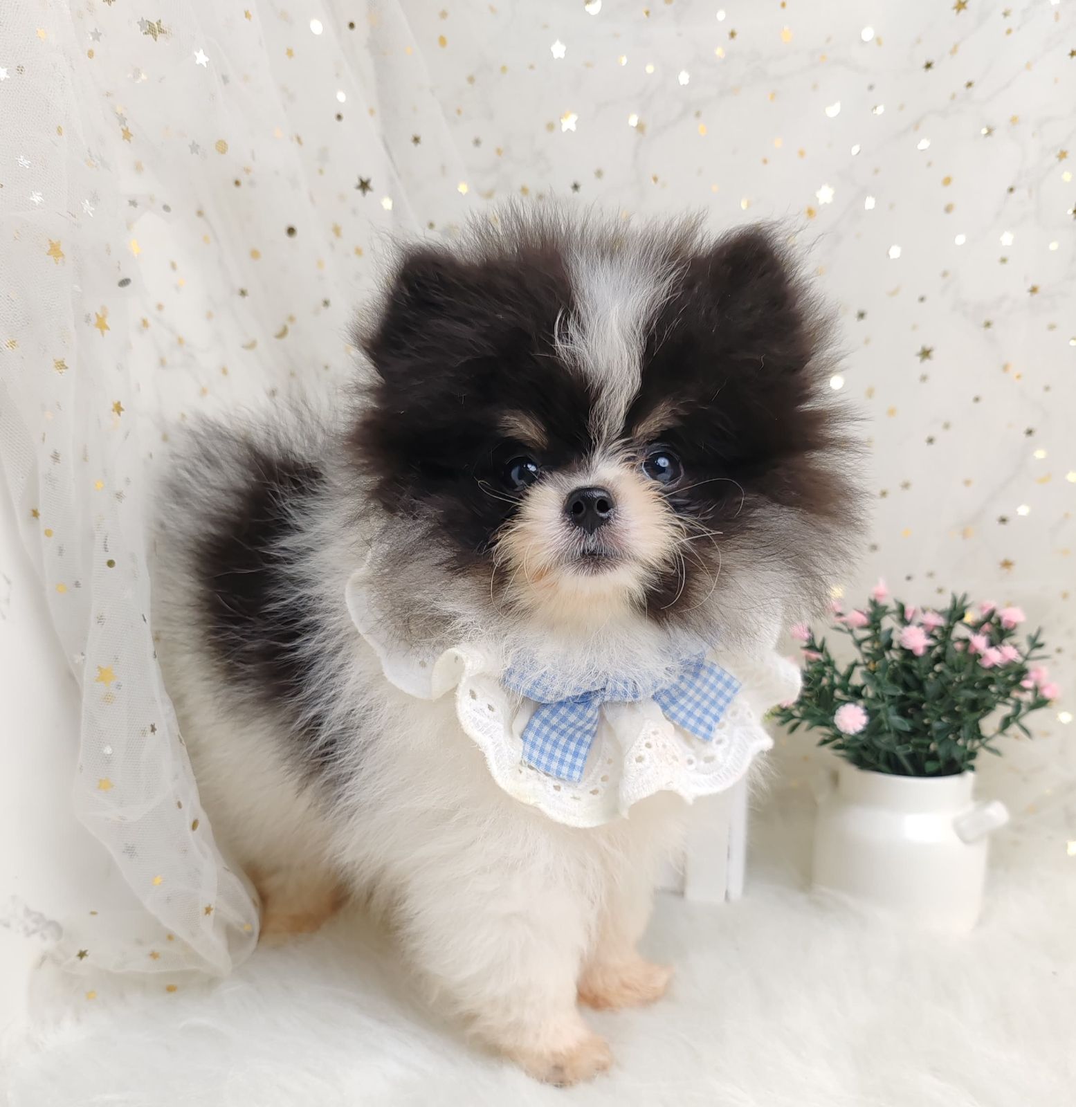 Pomeranian 博美