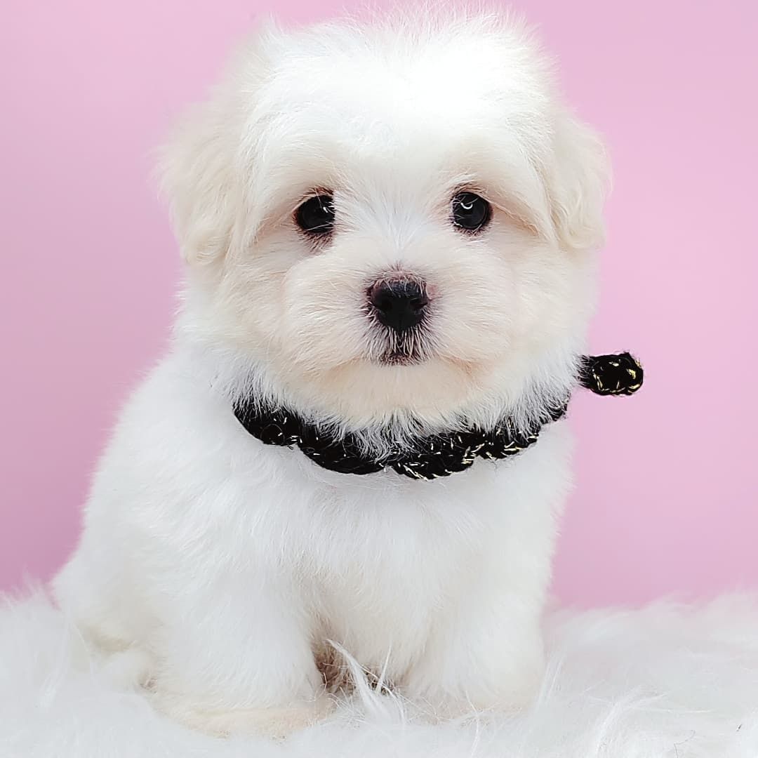 Maltipoo 马尔泰迪