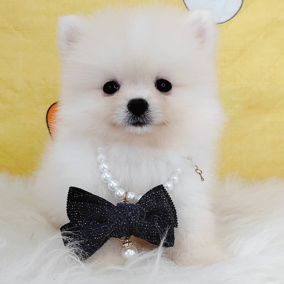 Pomeranian 博美