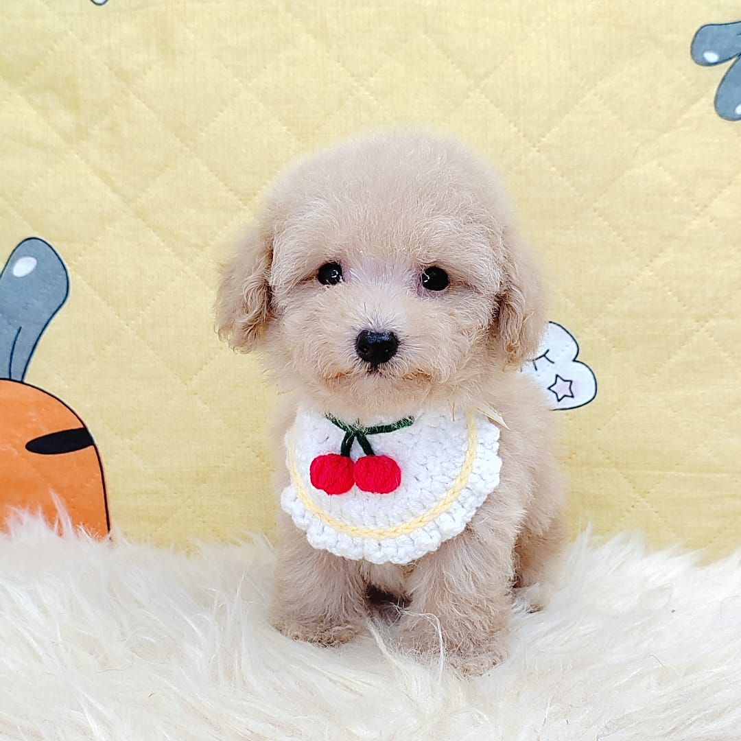 Poodle 娉拌开璐靛