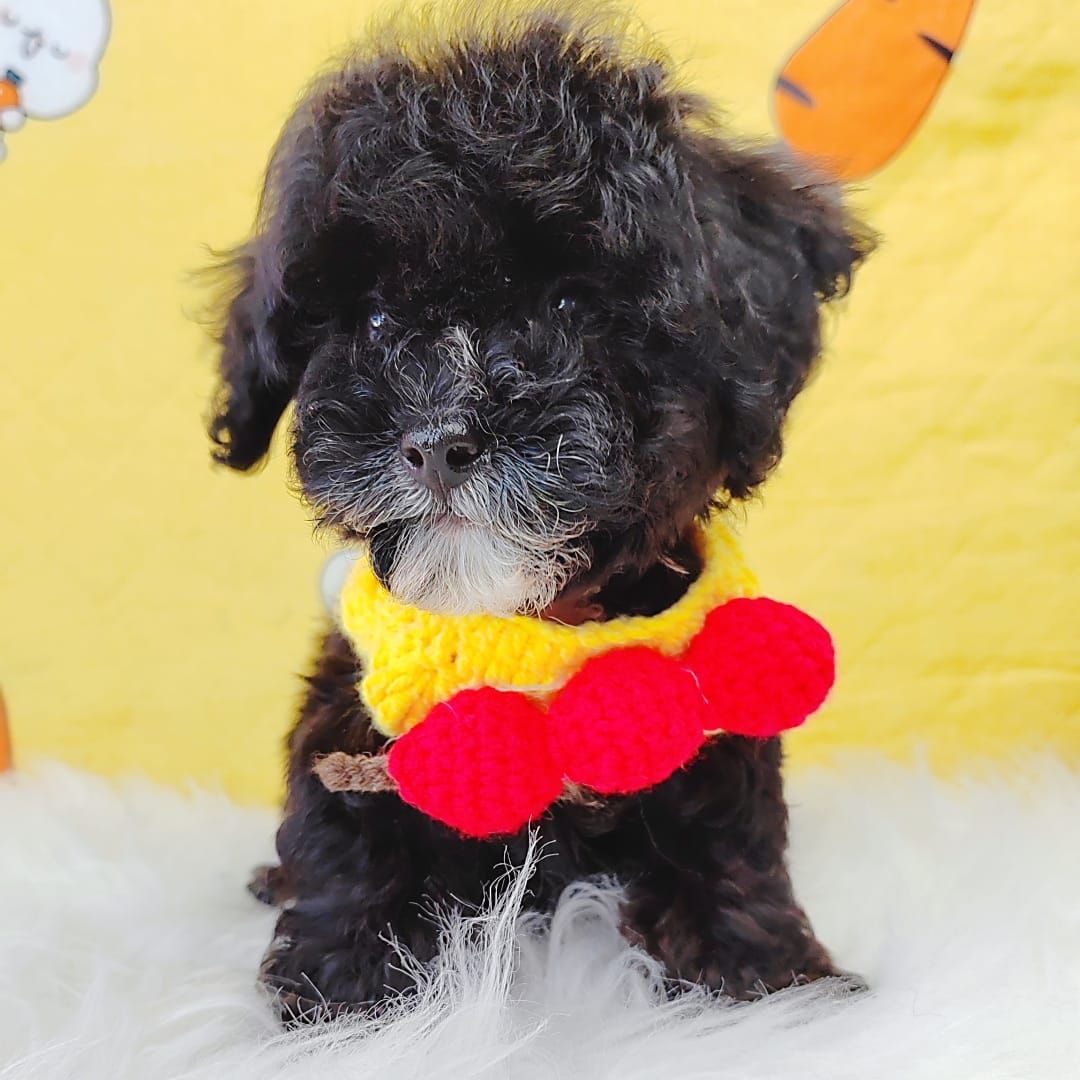Poodle 娉拌开璐靛