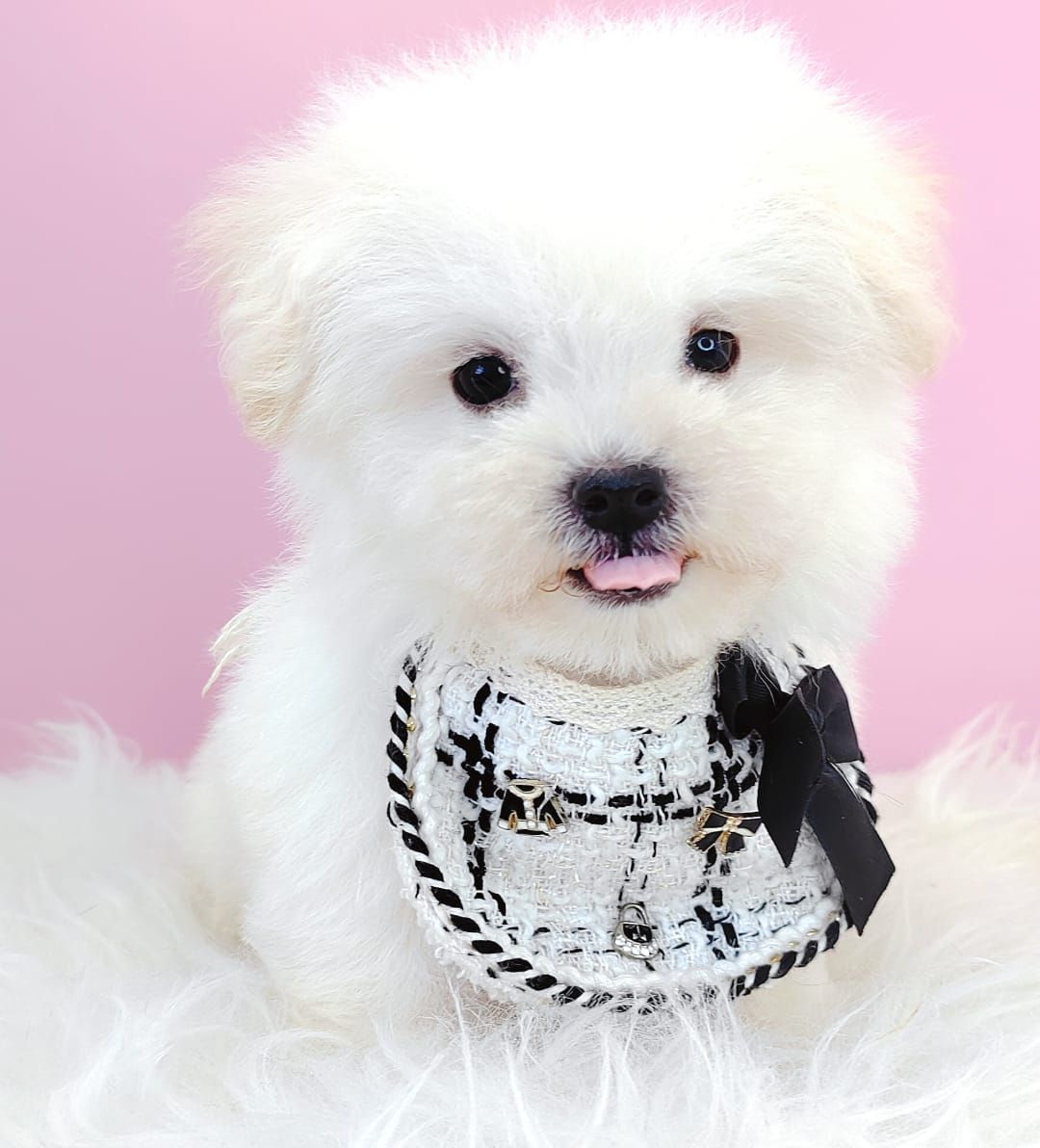 Maltipoo 马尔泰迪