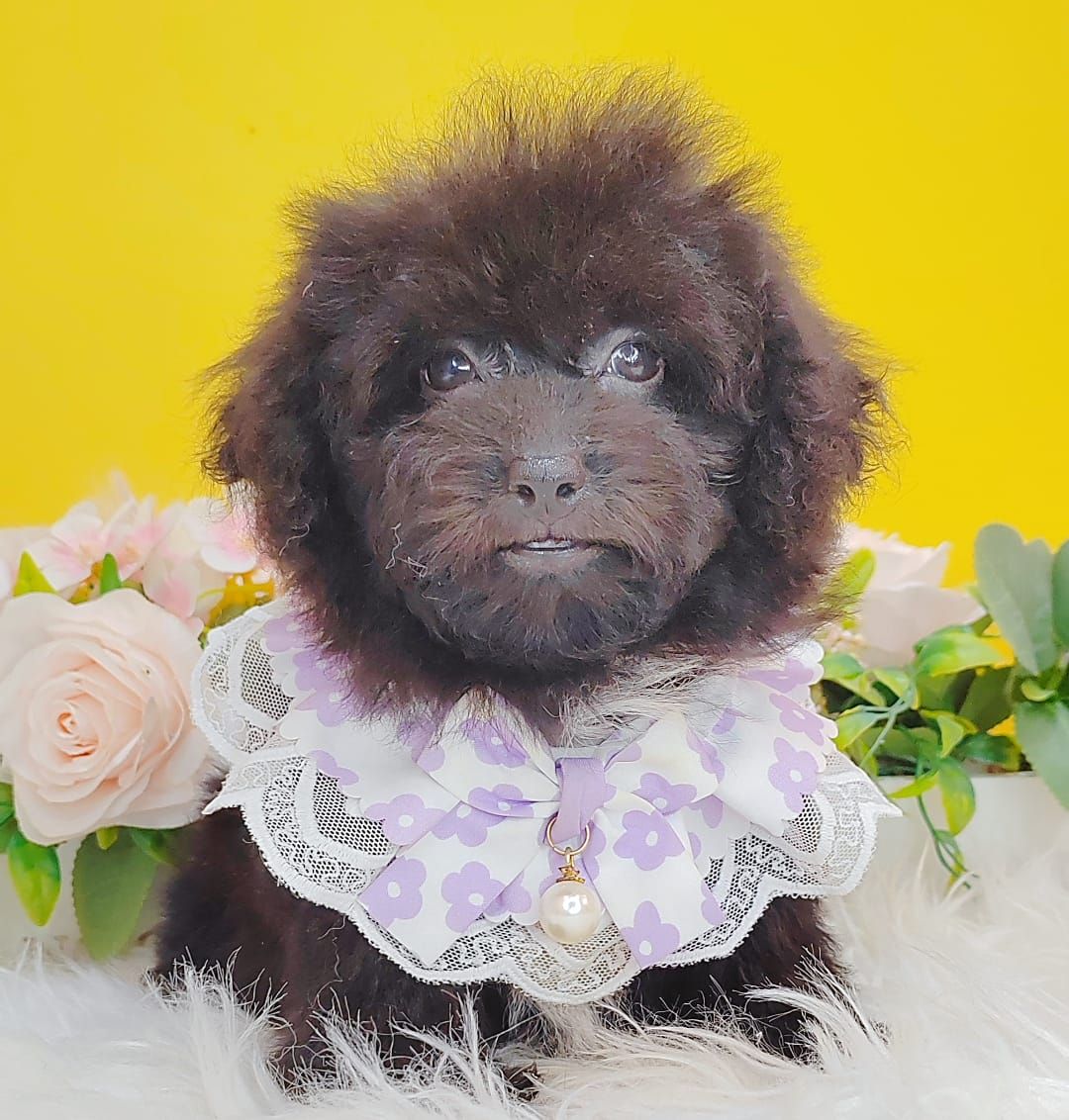 Poodle 娉拌开璐靛