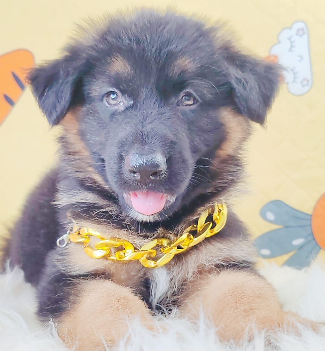 German Shepherd 德国牧羊犬
