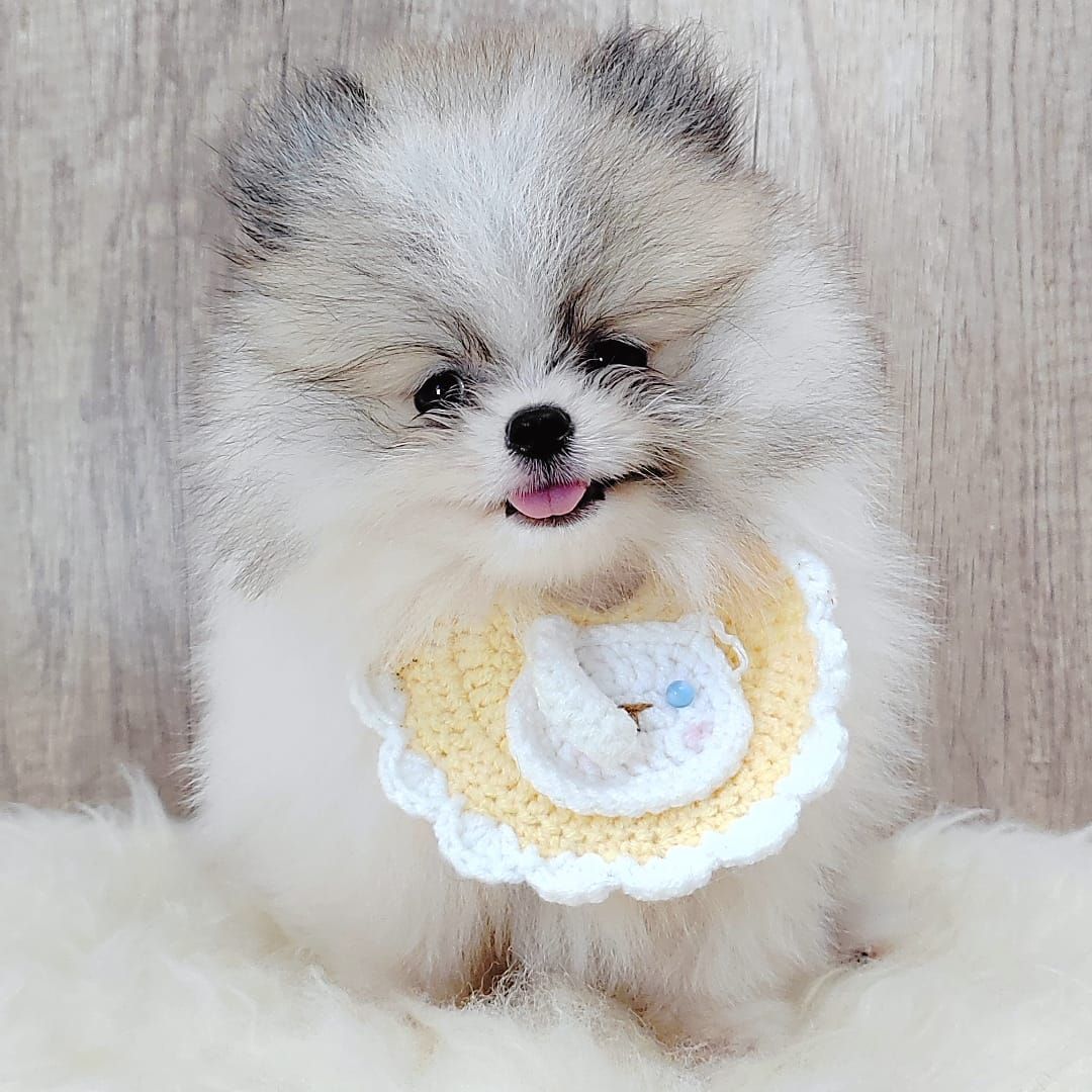 Pomeranian 博美