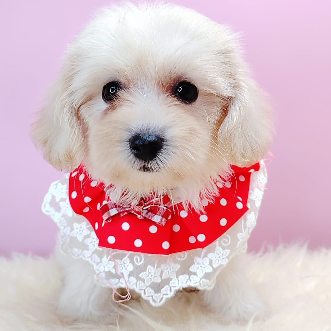 Maltipoo 马尔泰迪
