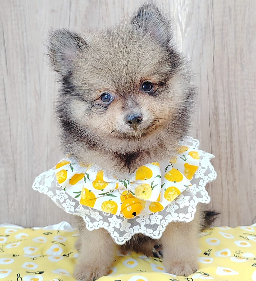 Pomeranian 博美