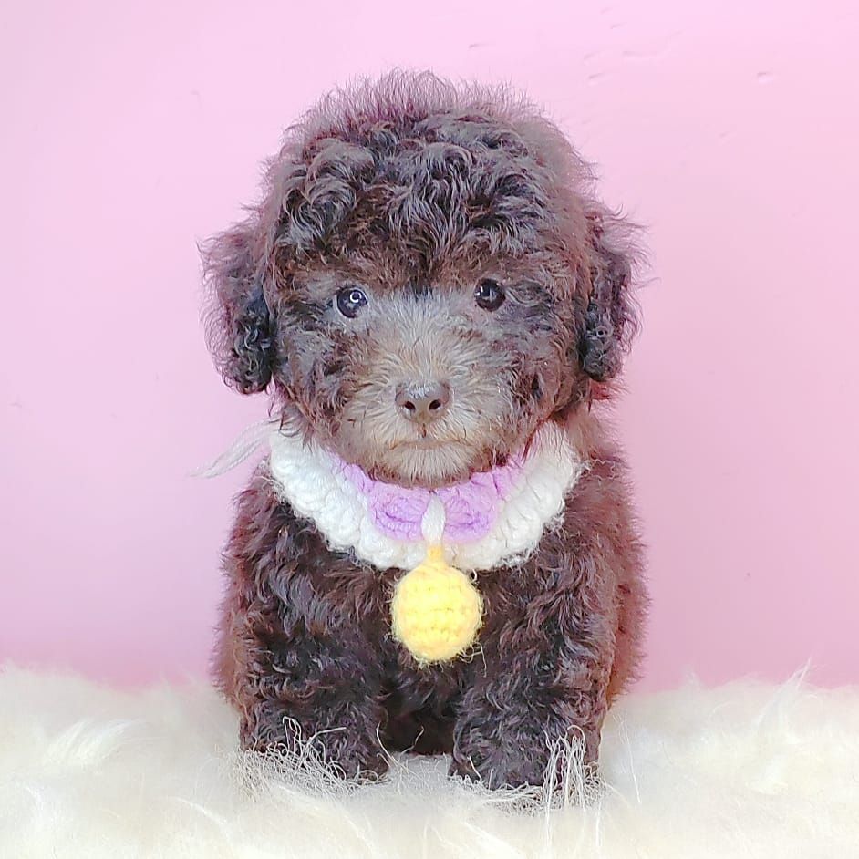 Poodle 娉拌开璐靛