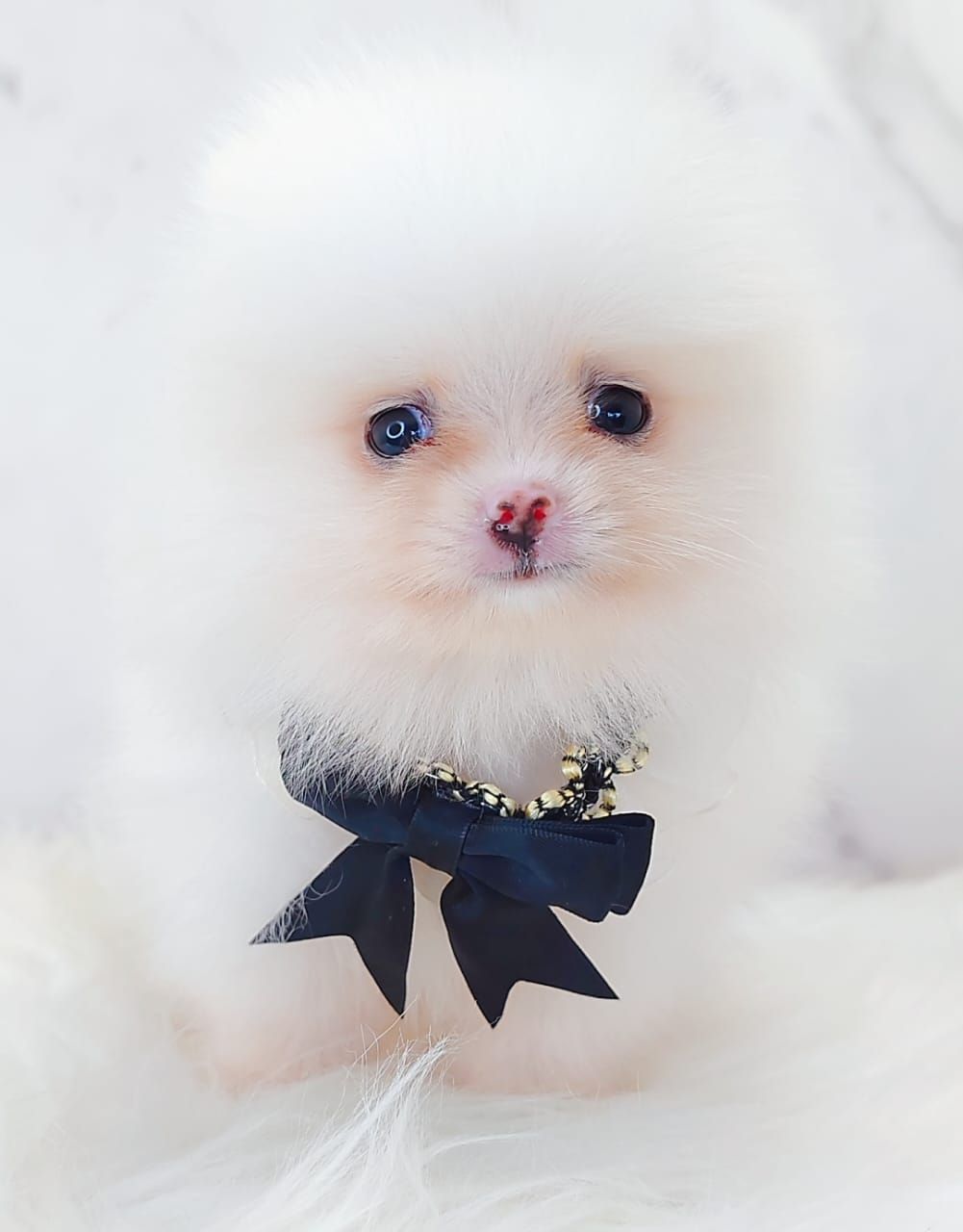 Pomeranian 博美
