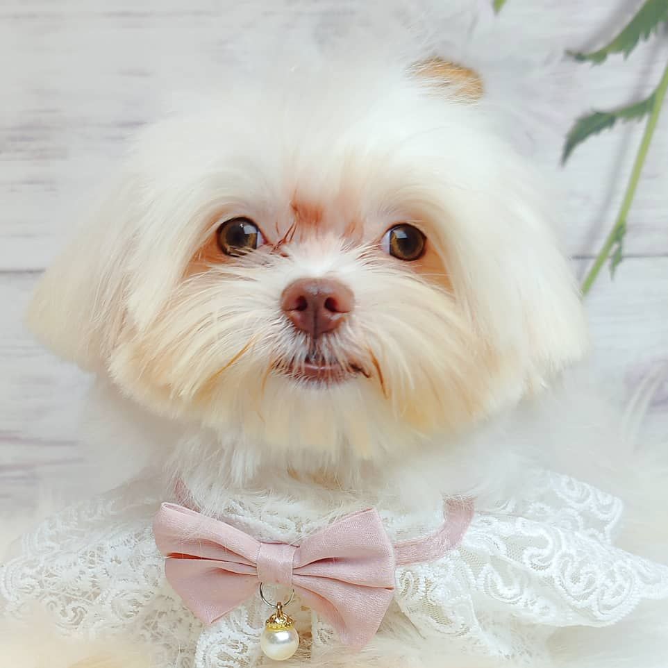 Maltese 马尔济斯