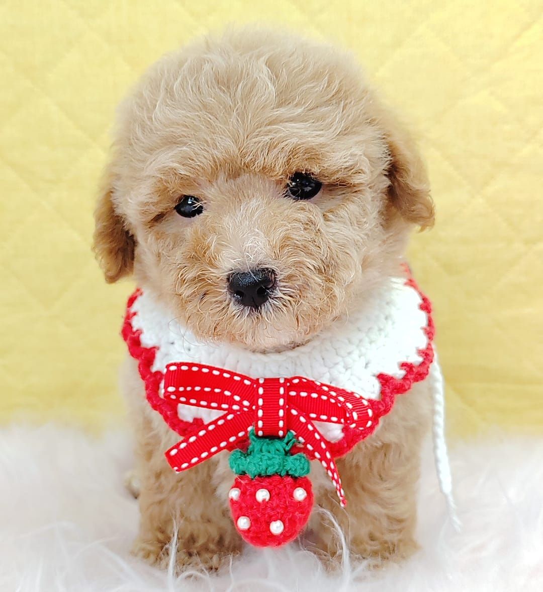 Poodle 娉拌开璐靛