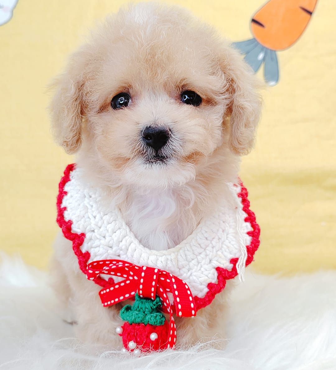 Maltipoo 马尔泰迪