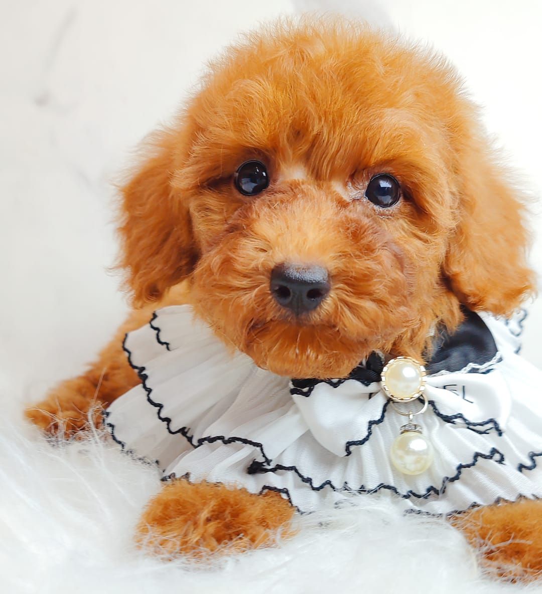 Poodle 娉拌开璐靛