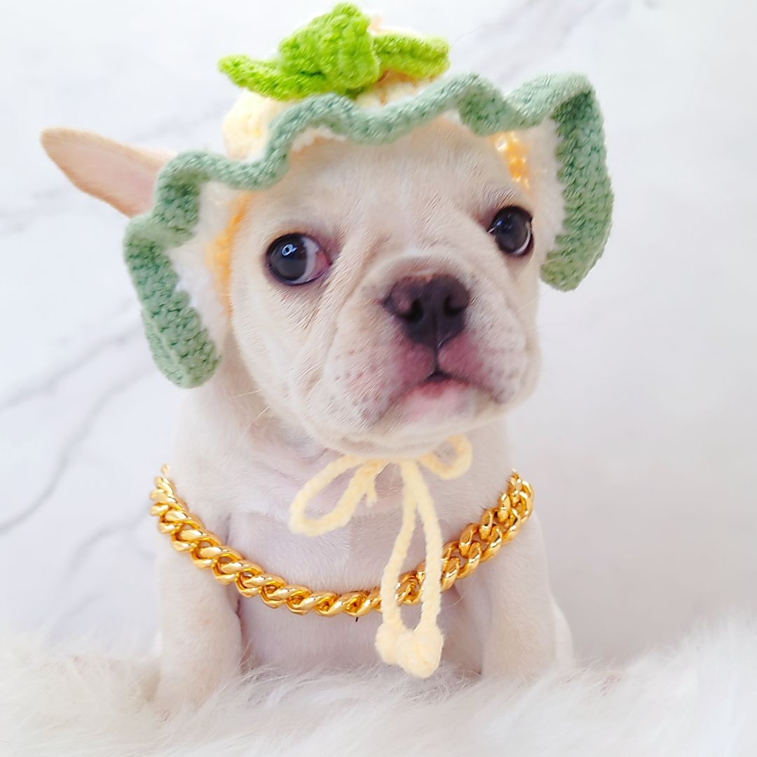 French Bulldog 法斗