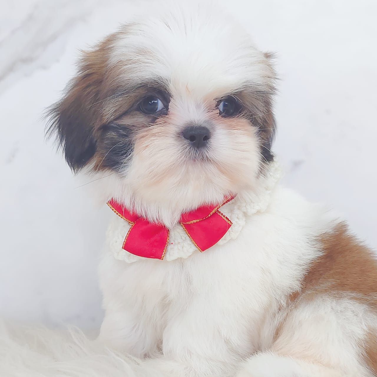 Shih Tzu 西施