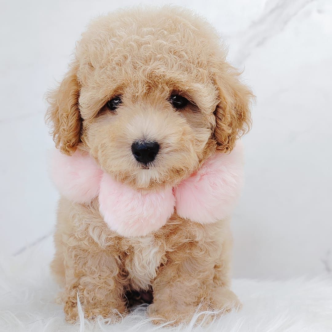 Poodle 娉拌开璐靛