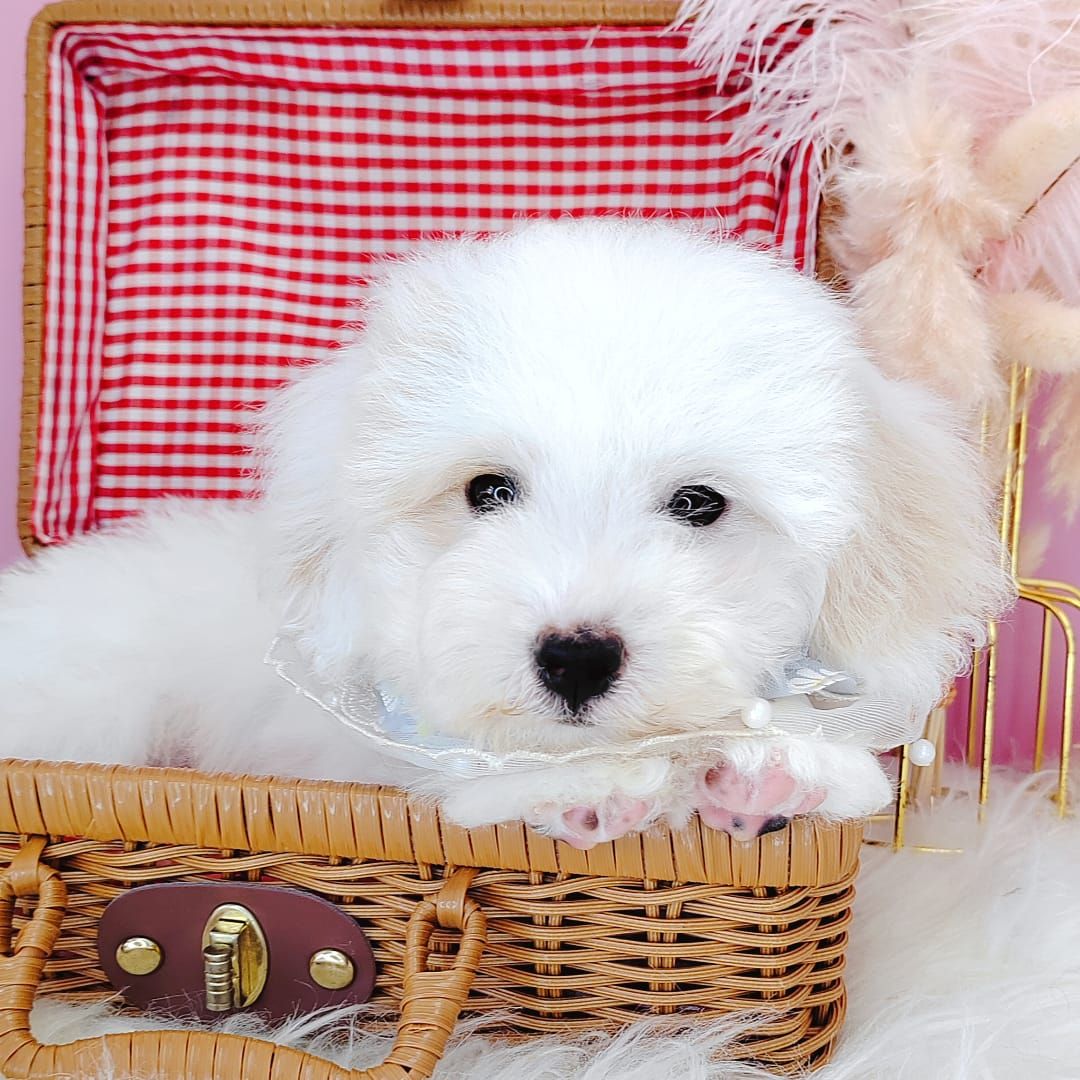 Maltipoo 马尔泰迪