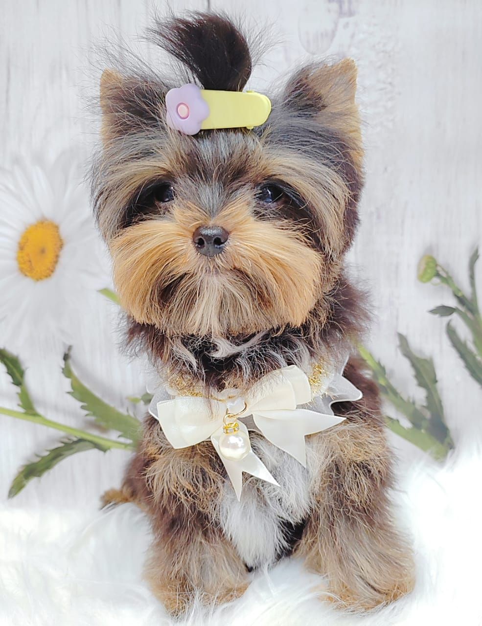 Yorkshire Terrier 约克夏