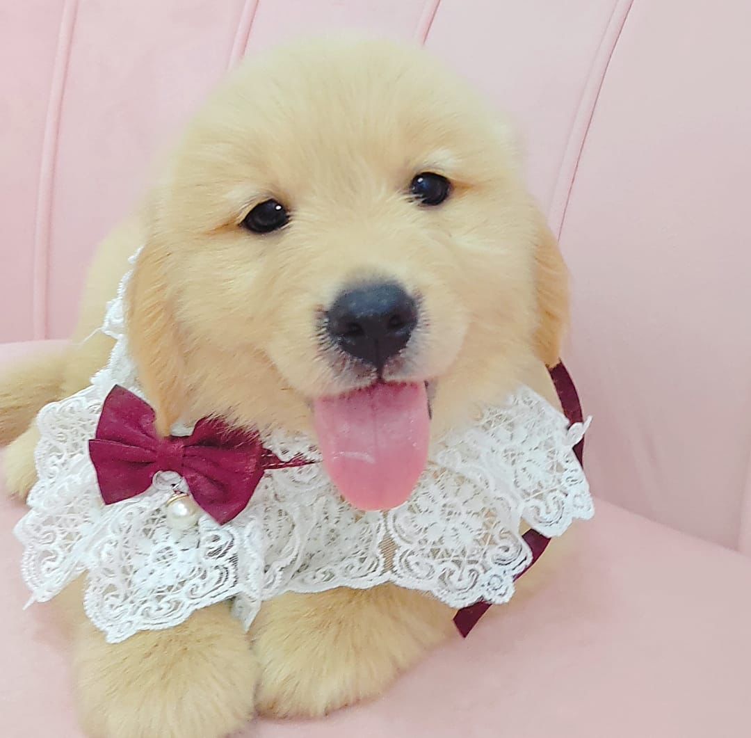 Golden Retriever 黄金猎犬