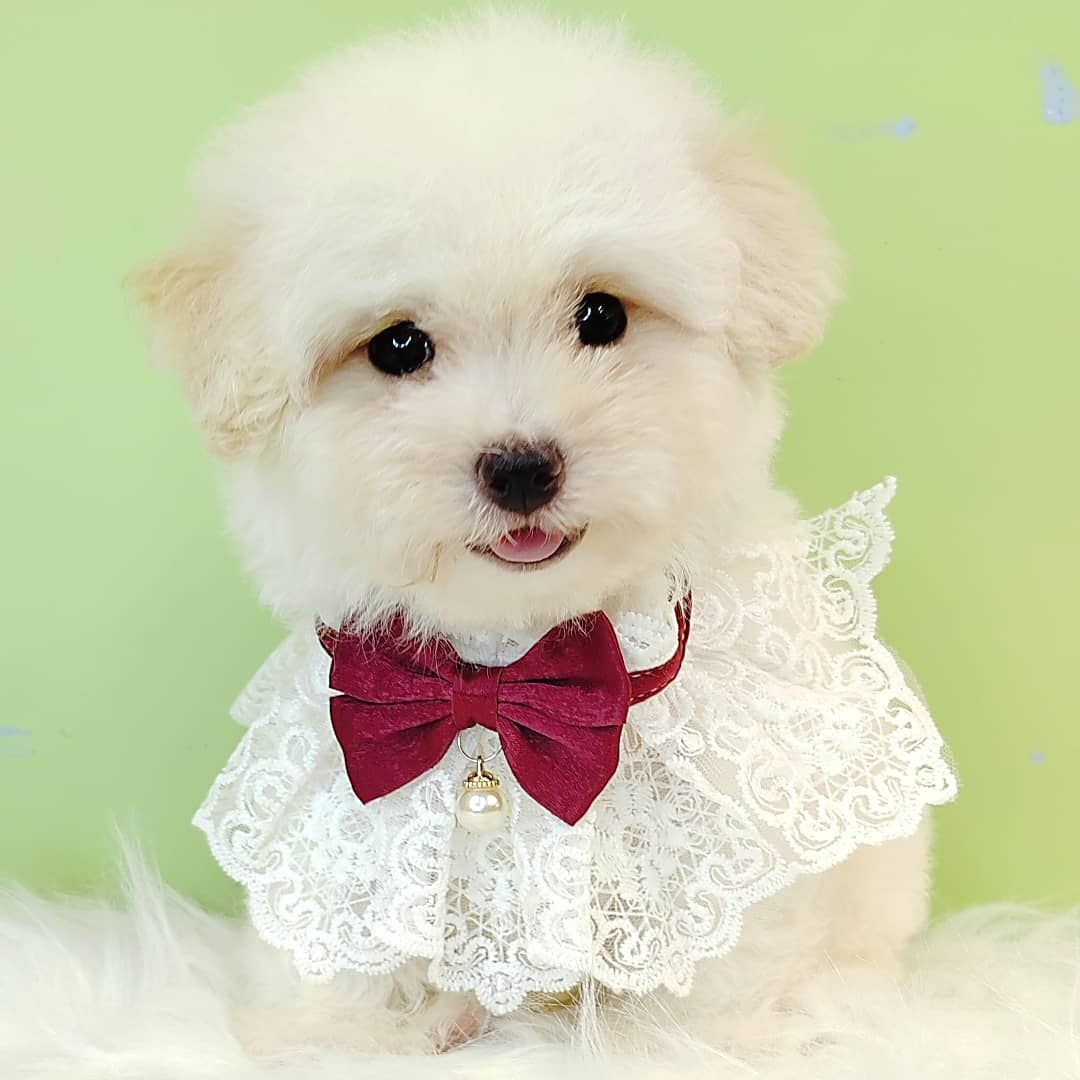 Poodle 娉拌开璐靛