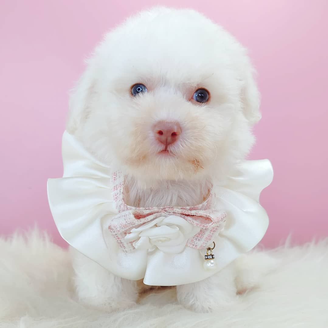 Bichonpoo 泰迪熊