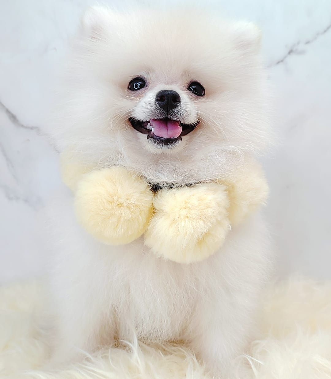  Pomeranian 博美