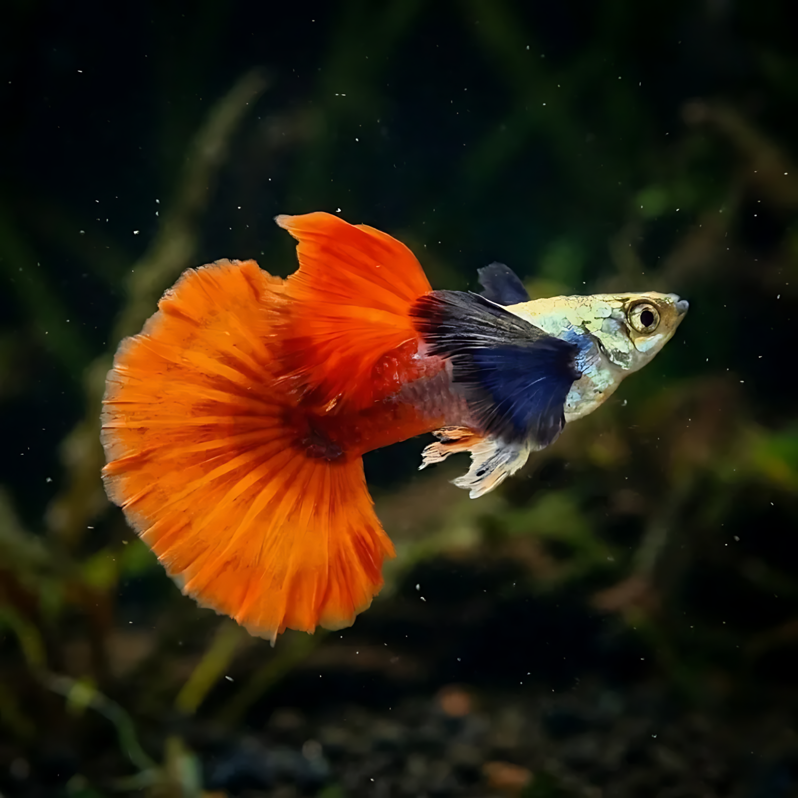 Guppy