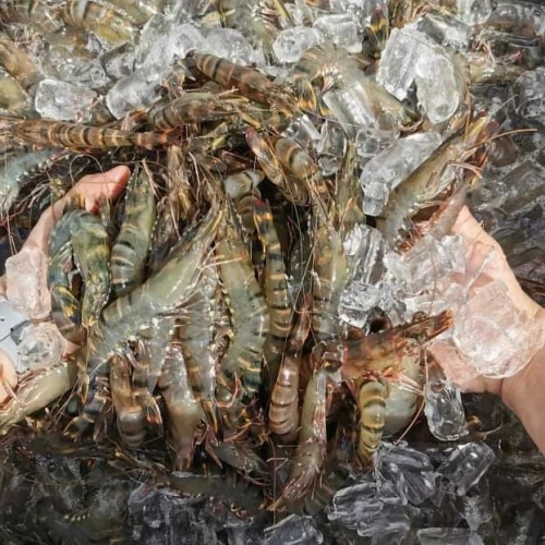 Chill Tiger Prawn (31 - 35 pcs) (1kg@Packing)