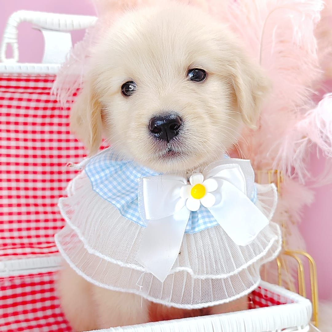 Golden Retriever 黄金猎犬